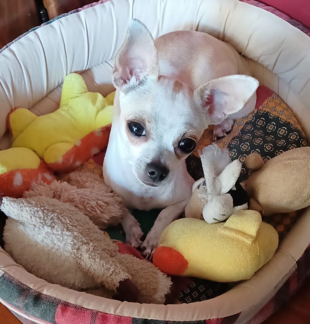 Un chihuahua bianco nella sua cuccia, in mezzo ai giochi di peluche.