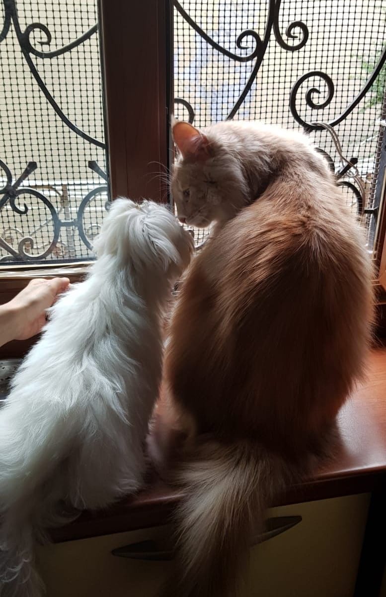 Due gatti alla finestra con l'inferriata, uno bianco e uno color crema, visti da dietro.