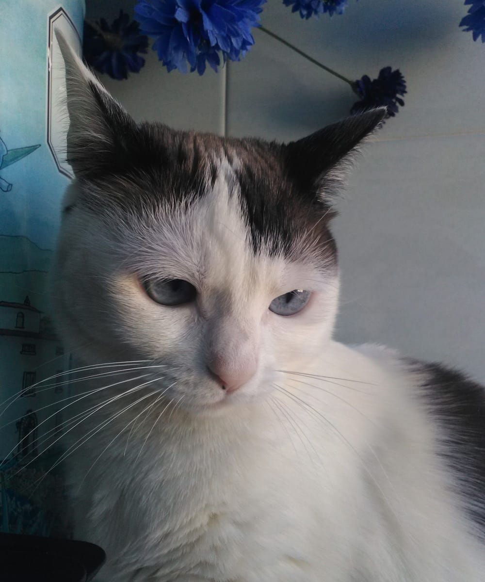 Un gatto bianco e grigio dagli occhi azzurri, da vicino, con dei fiordalisi dietro.