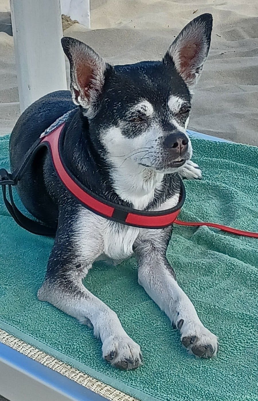 Un chihuahua nero e bianco con la pettorina rossa, sdraiato su un telo verde in spiaggia.