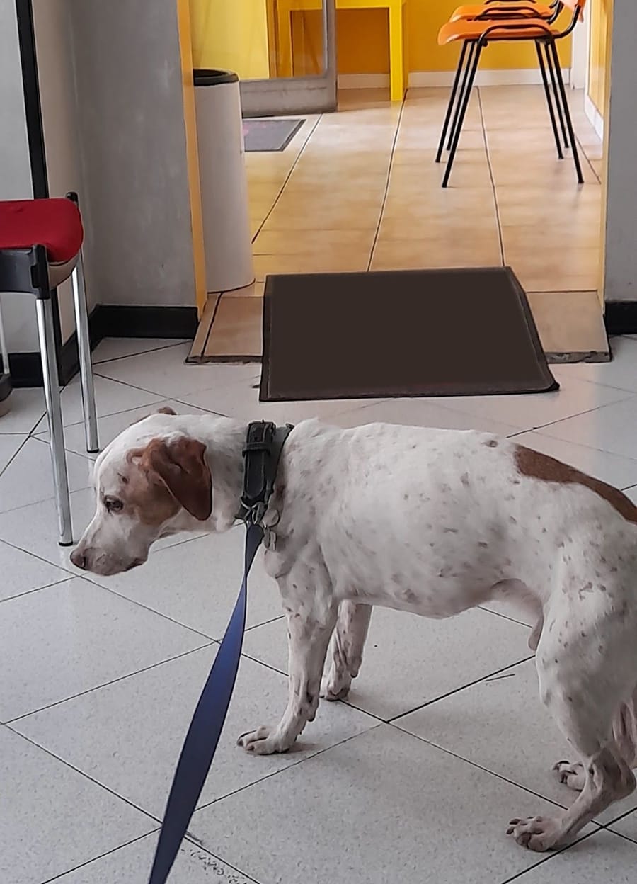 Un cane bianco e marrone al guinzaglio sulle piastrelle dello studio; dietro la porta, la sala d'attesa con le pareti gialle e le sedie arancioni.
