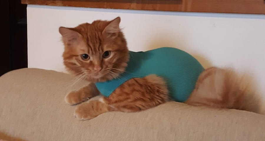 Un gatto rosso sdraiato sul divano con un body verde acqua dopo l'intervento