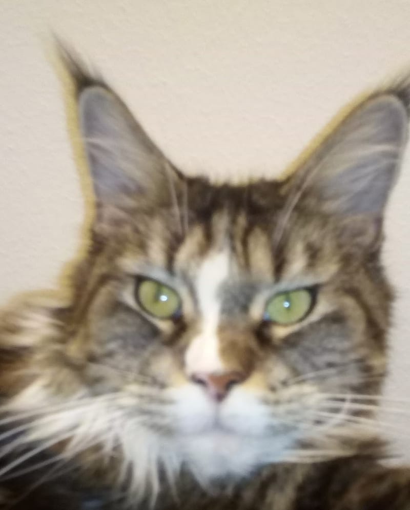 Il muso di un gatto tigrato a pelo lungo con gli occhi verdi