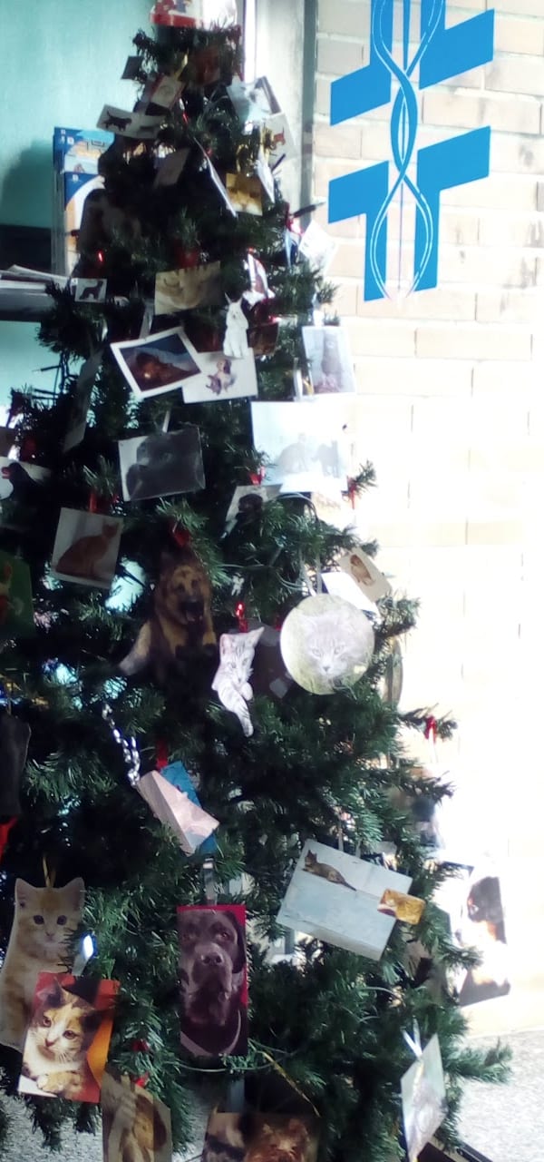 Un albero di Natale pieno di foto di cani e gatti, accanto alla porta con la croce azzurra della clinica