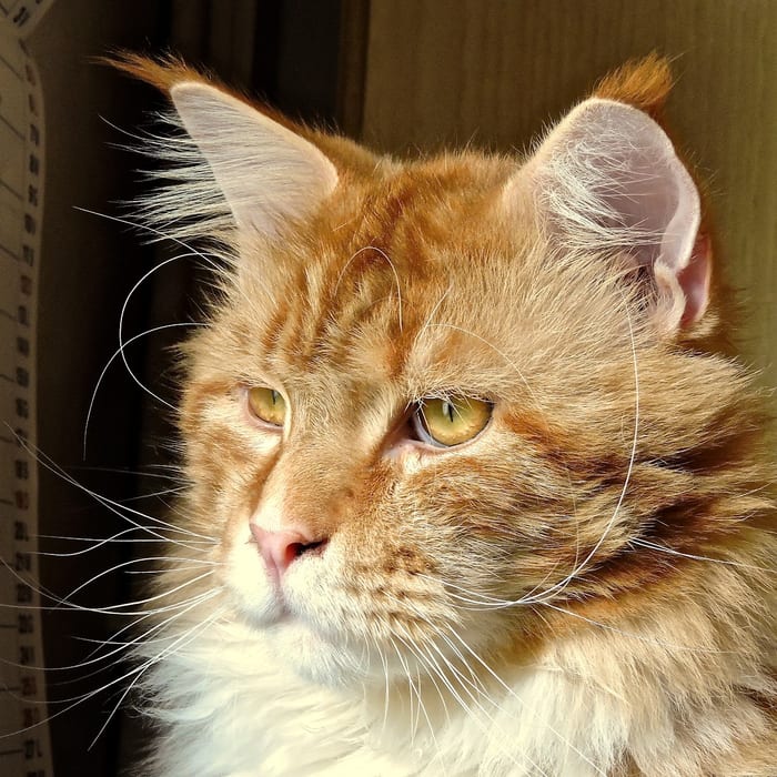 Un gatto rosso a pelo lungo di profilo