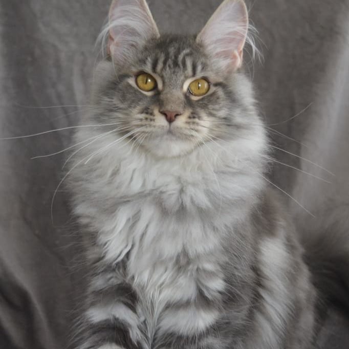 Un gatto grigio a pelo lungo seduto, con gli occhi gialli