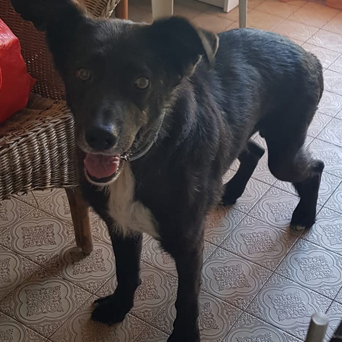 Un cane nero in piedi su un pavimento di maioliche