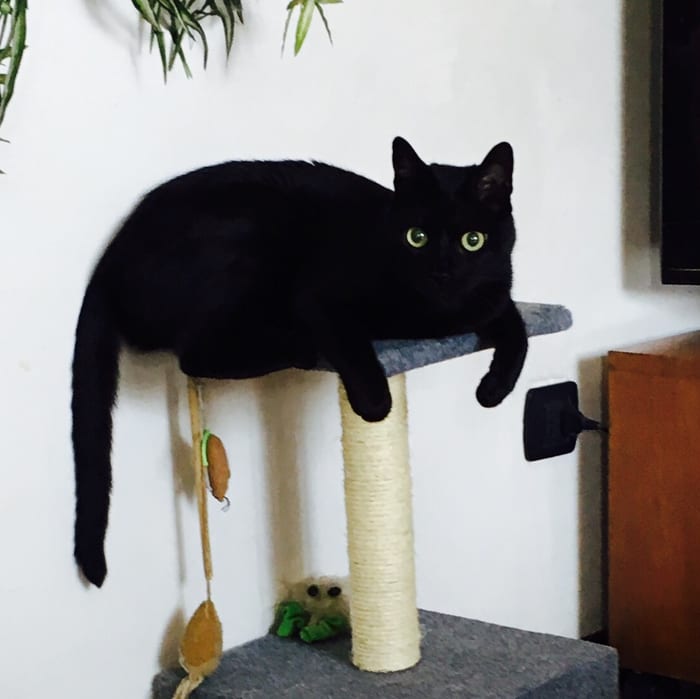 Un gatto nero sdraiato in cima a un tiragraffi