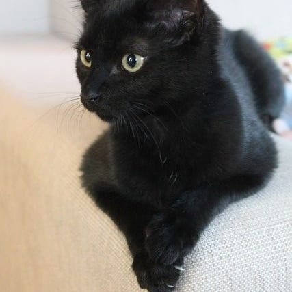 Un gattino nero su un divano chiaro