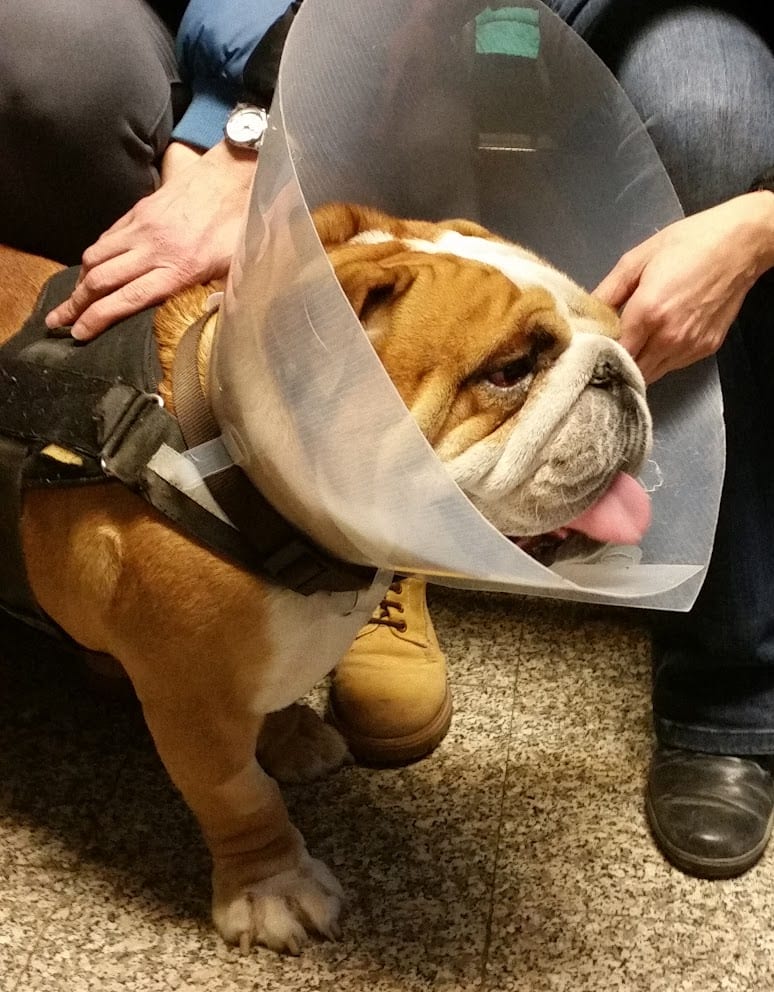 Due mani sulla testa e sulla schiena di un bulldog col collare, in sala d'attesa