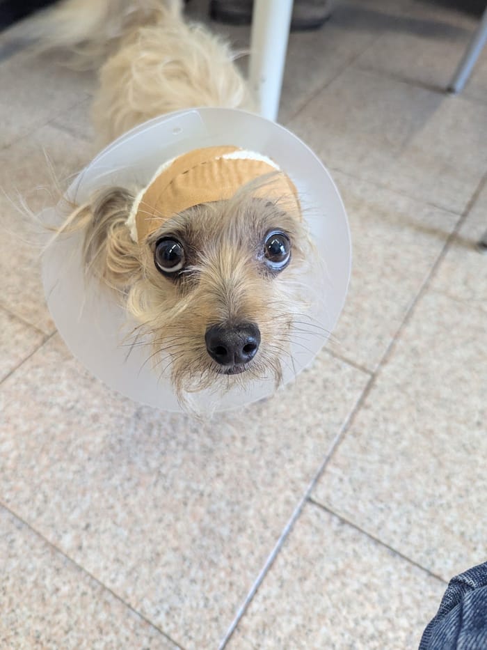 Un cane col collare e la benda sulla testa, sul pavimento di casa.