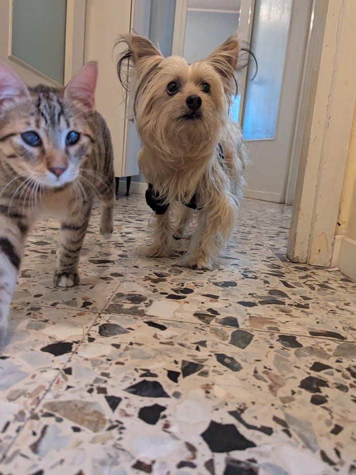 Un gatto tigrato e un piccolo cane nel corridoio di casa.
