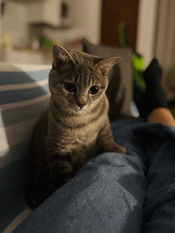 Un gatto grigio accovacciato sulle gambe di qualcuno.