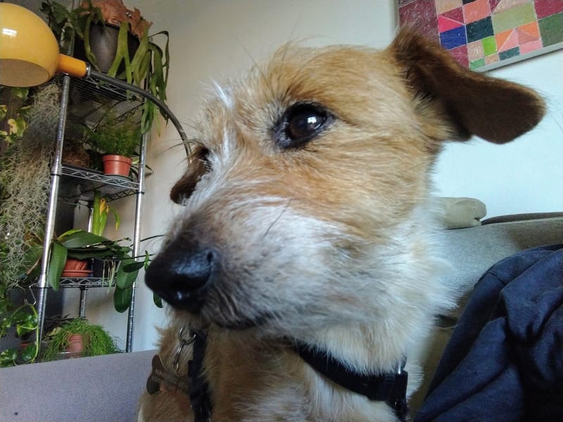 Un cane dal pelo ruvido, fotografato da vicino in casa.
