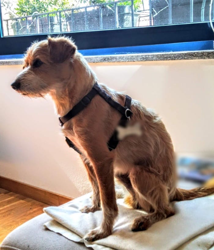 Un cane seduto su una coperta, davanti alla finestra.