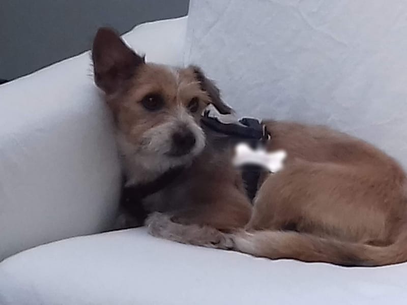Un cane accucciato sul divano bianco.