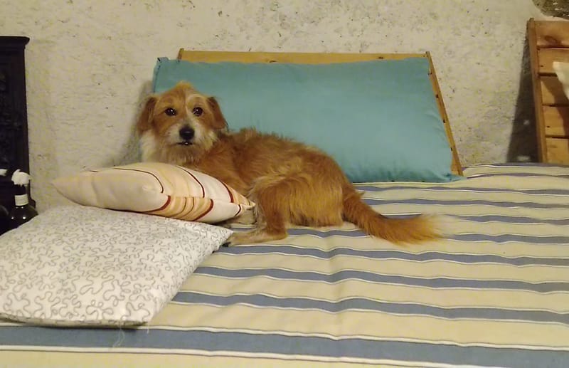Un cane dal pelo rossiccio disteso sul letto.