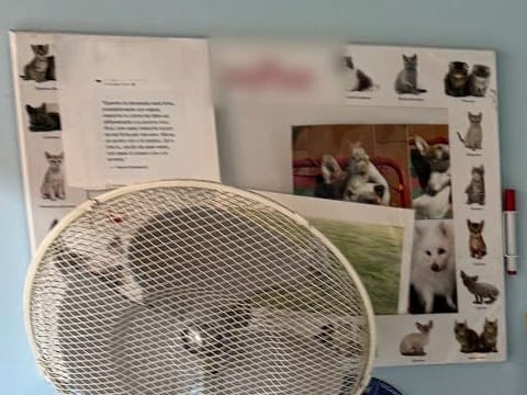 La lavagna magnetica della sala d'attesa, con le foto degli animali e un biglietto; davanti, un ventilatore.